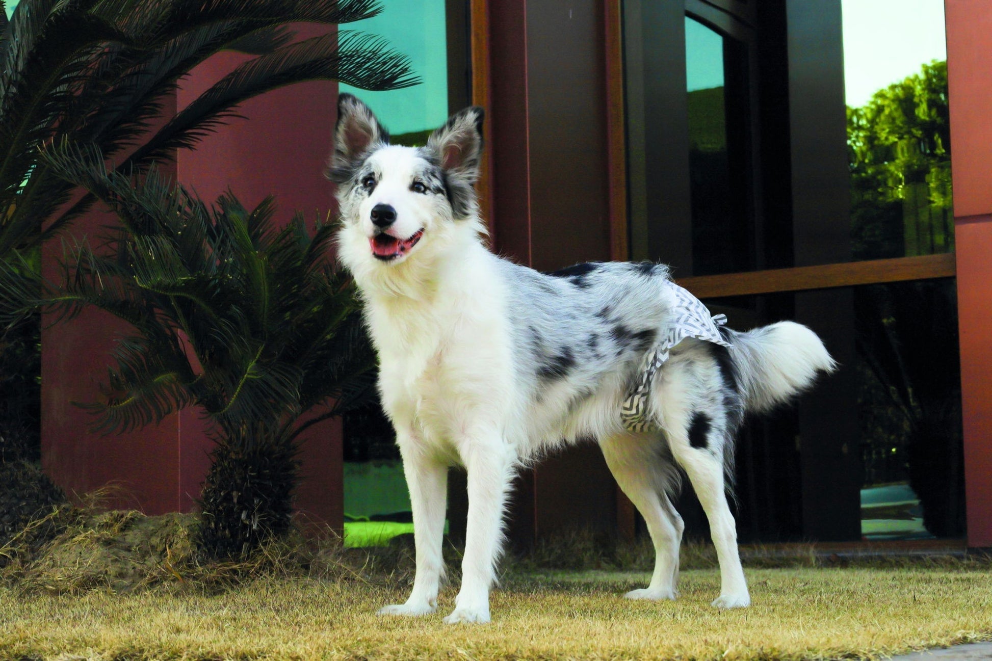 M-PETS Diapers - Female Dog - Xtra