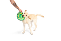 Bark Crufts Throwsette Disc