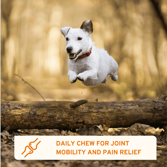 Flexi Protect Complete joint support soft chews for dogs