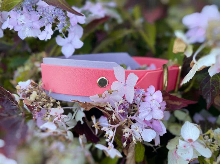 Mini Hound Collar - Handmade Hound Biothane Dog Collar.