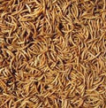 North East Pets Mealworms 1kg