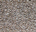 Johnston & Jeff Hemp Seed
