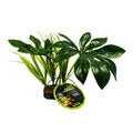 Komodo Jungle Canopy 42cm