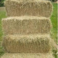Meadow Hay Bale - North East Pets