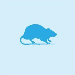 Monkfield Rat - Medium