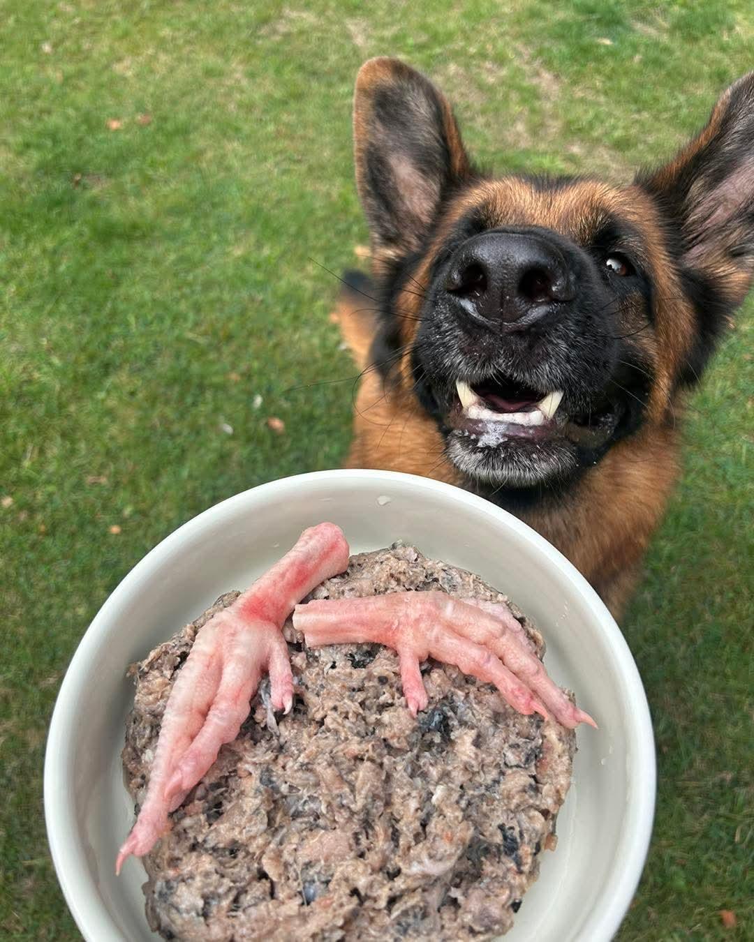 Chicken Feet 1kg - Tripefactory Sunderland - Natural Dried Dog Treats