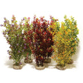 Rosewood Cocktail Plant Maxi