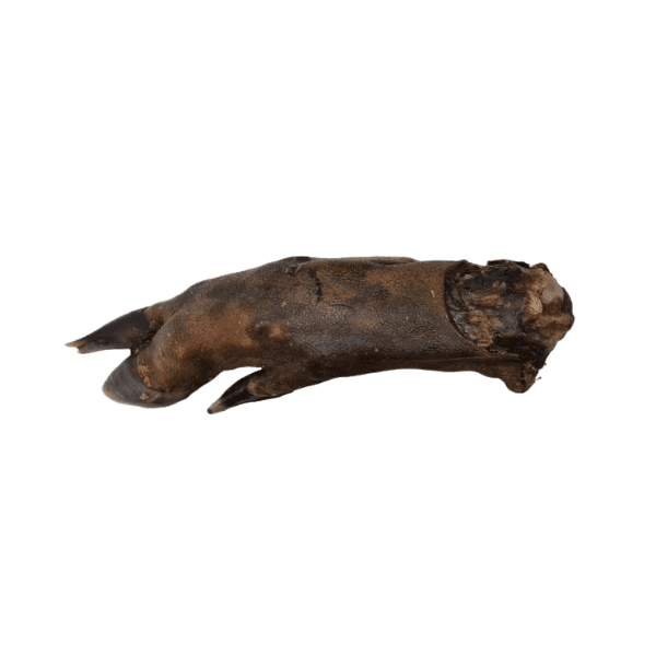 Lamb Trotter